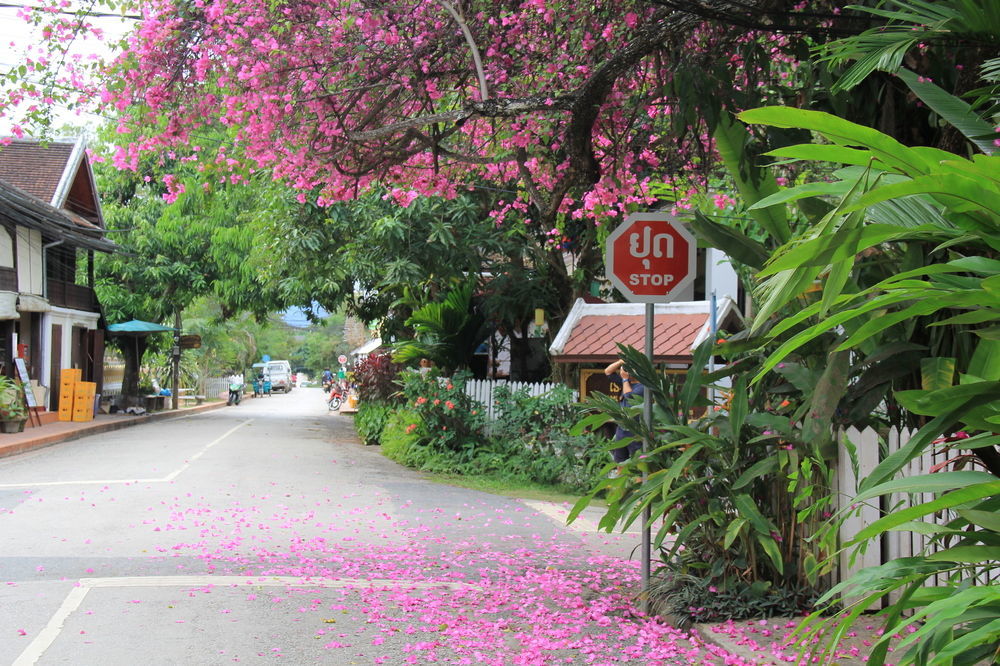 วิสดอม ลาว Hotel หลวงพระบาง ภายนอก รูปภาพ